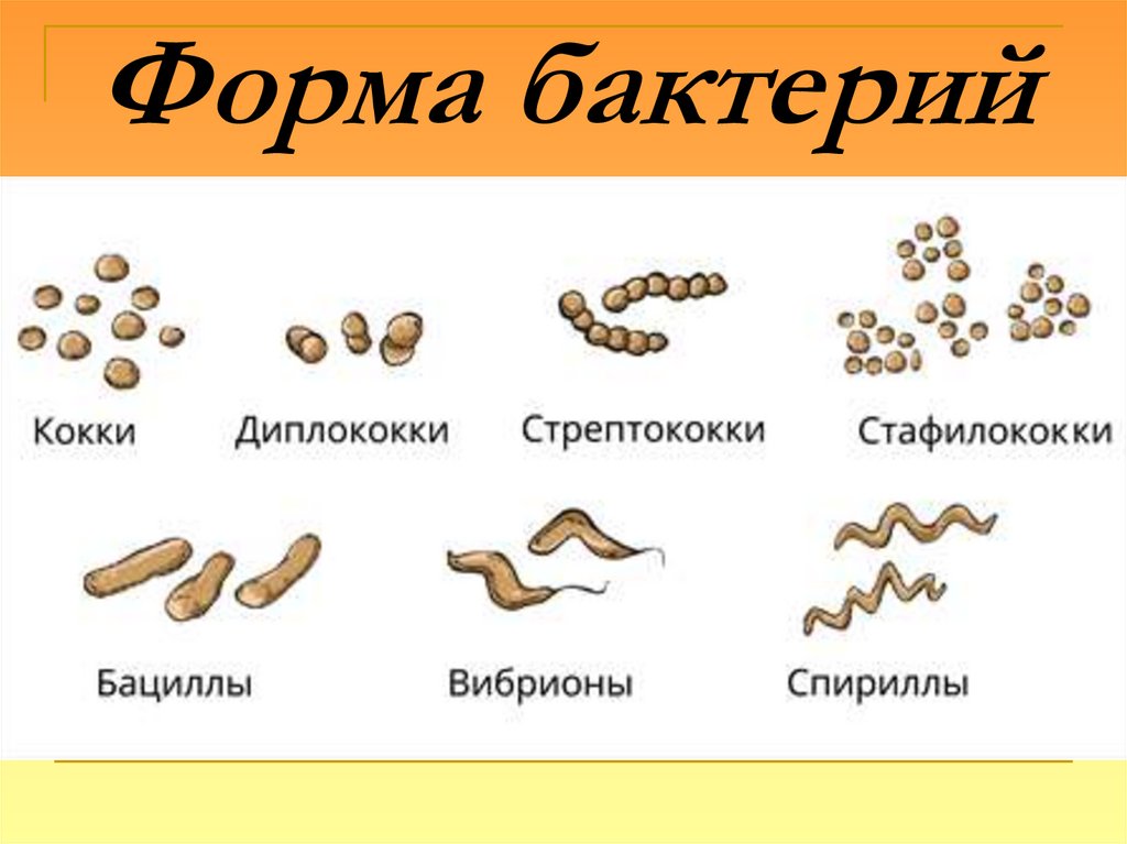 Форма бактерий