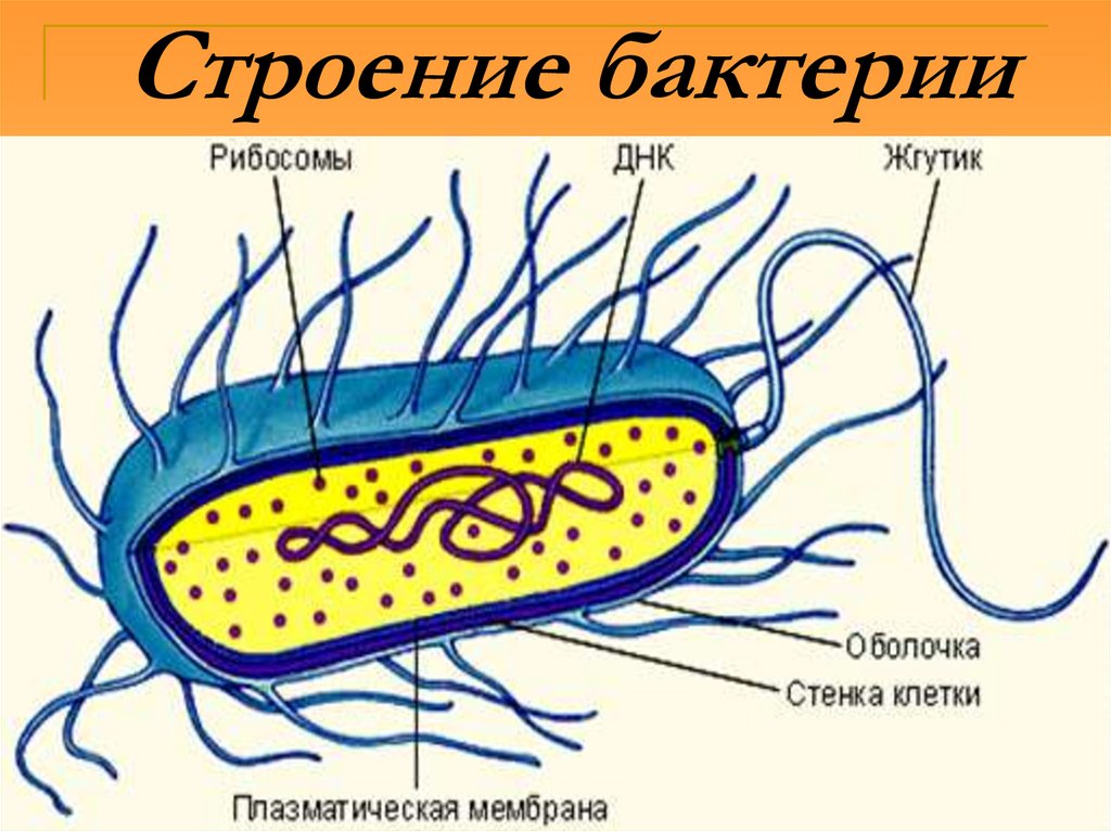 Строение бактерии