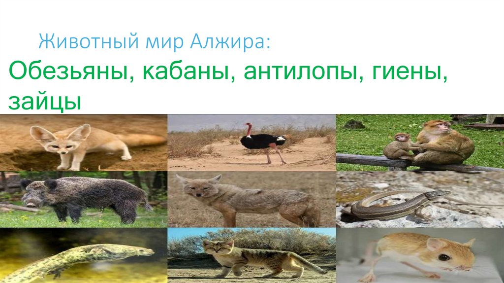 Столица Алжира-Алжир, Народ- Алжирцы, Язык-Арабский