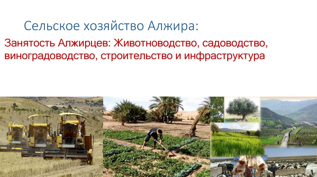 Растительный мир Алжира: