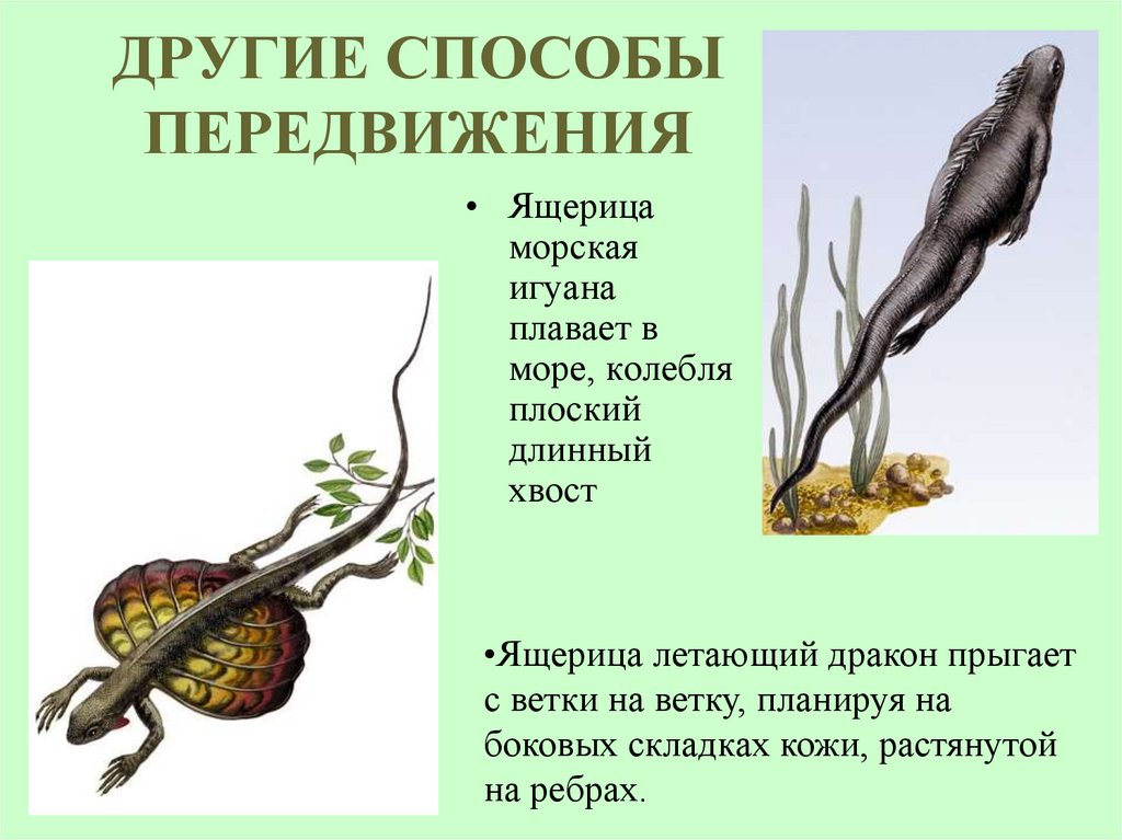 ДРУГИЕ СПОСОБЫ ПЕРЕДВИЖЕНИЯ