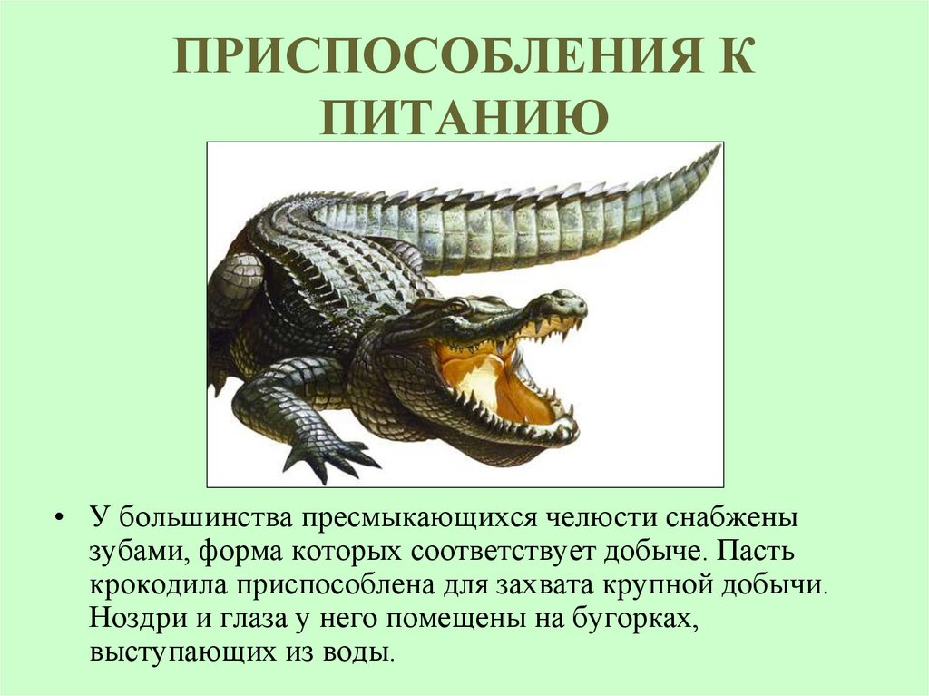 ПРИСПОСОБЛЕНИЯ К ПИТАНИЮ