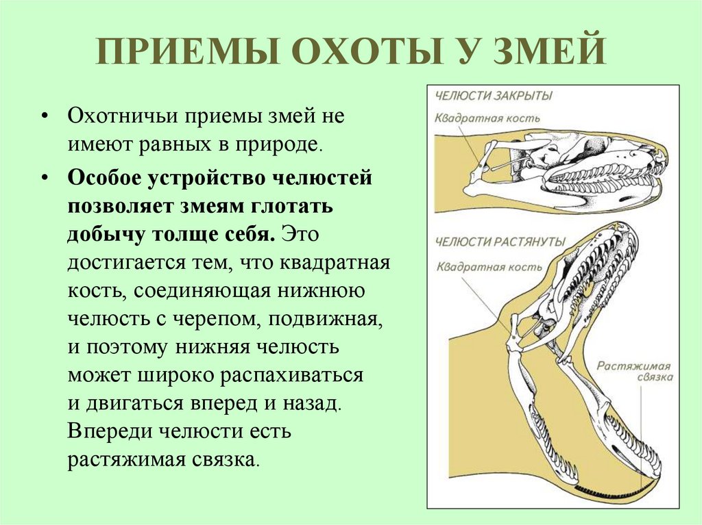 ПРИЕМЫ ОХОТЫ У ЗМЕЙ