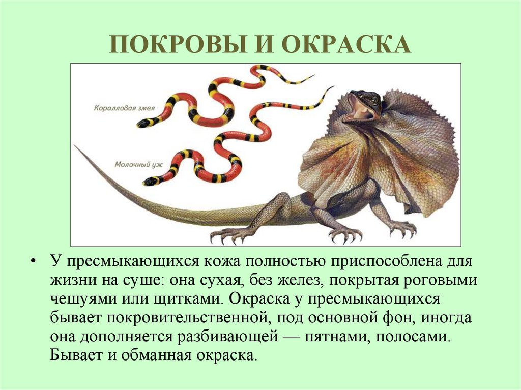 ПОКРОВЫ И ОКРАСКА