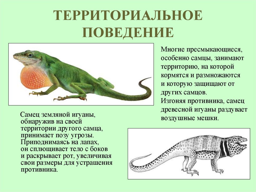 ТЕРРИТОРИАЛЬНОЕ ПОВЕДЕНИЕ