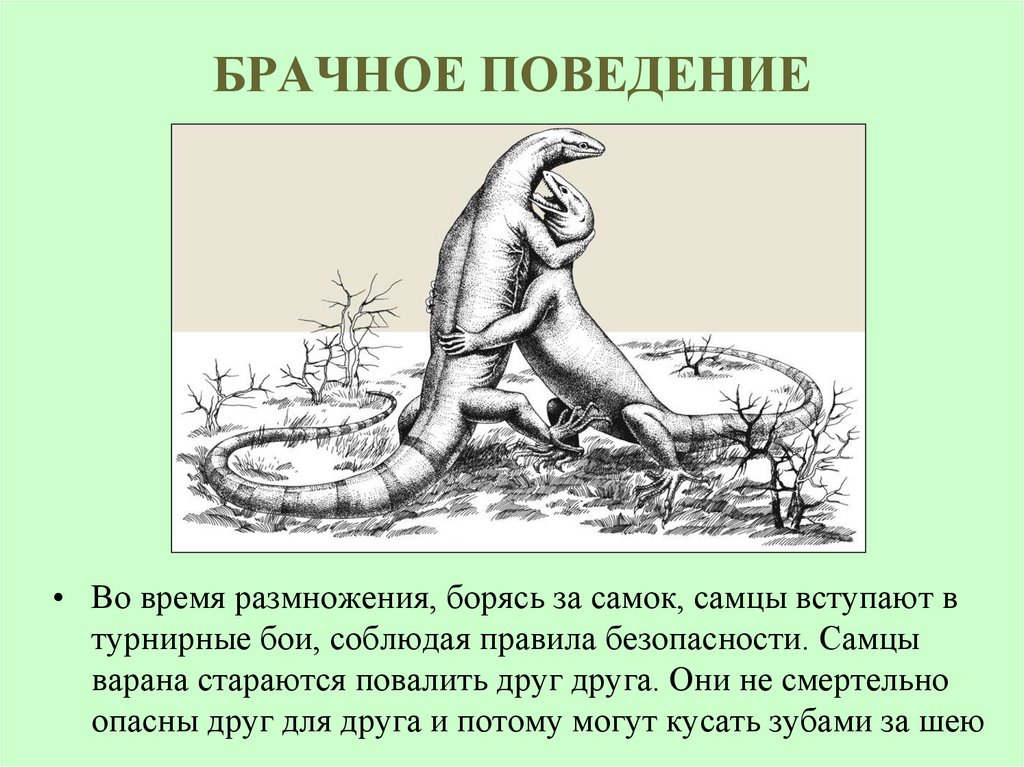 БРАЧНОЕ ПОВЕДЕНИЕ