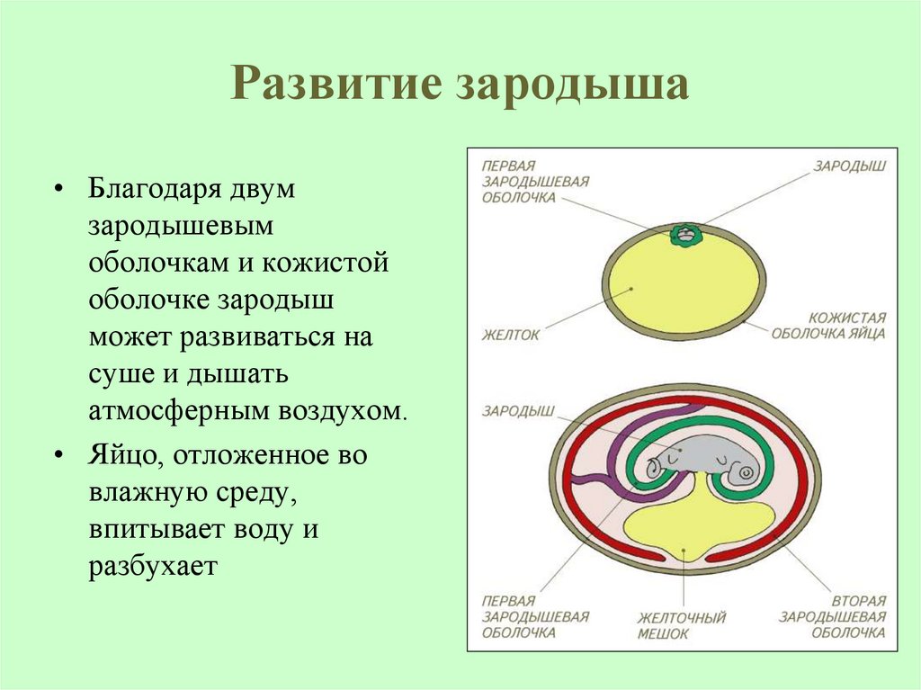 Развитие зародыша