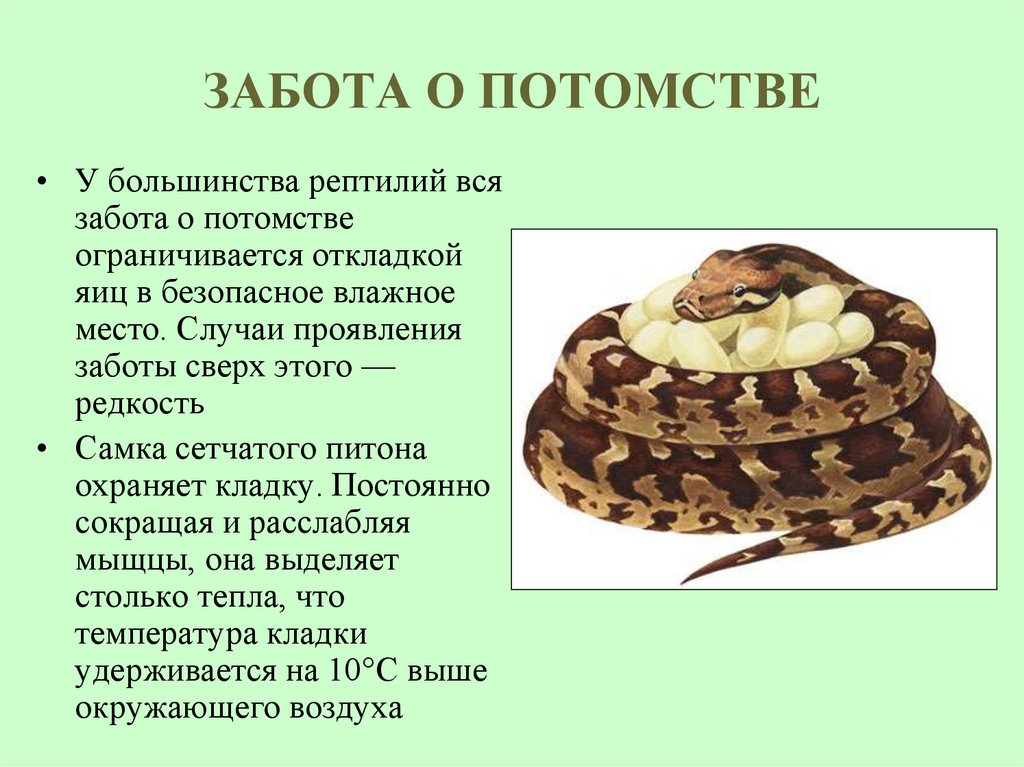 ЗАБОТА О ПОТОМСТВЕ