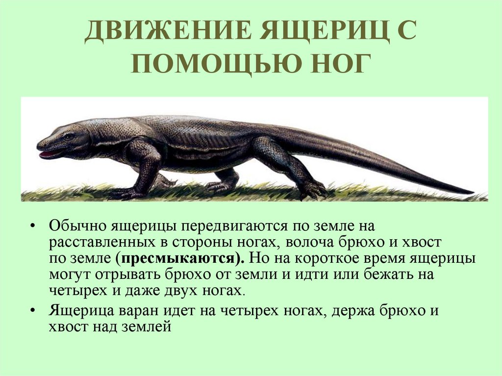 ДВИЖЕНИЕ ЯЩЕРИЦ С ПОМОЩЬЮ НОГ