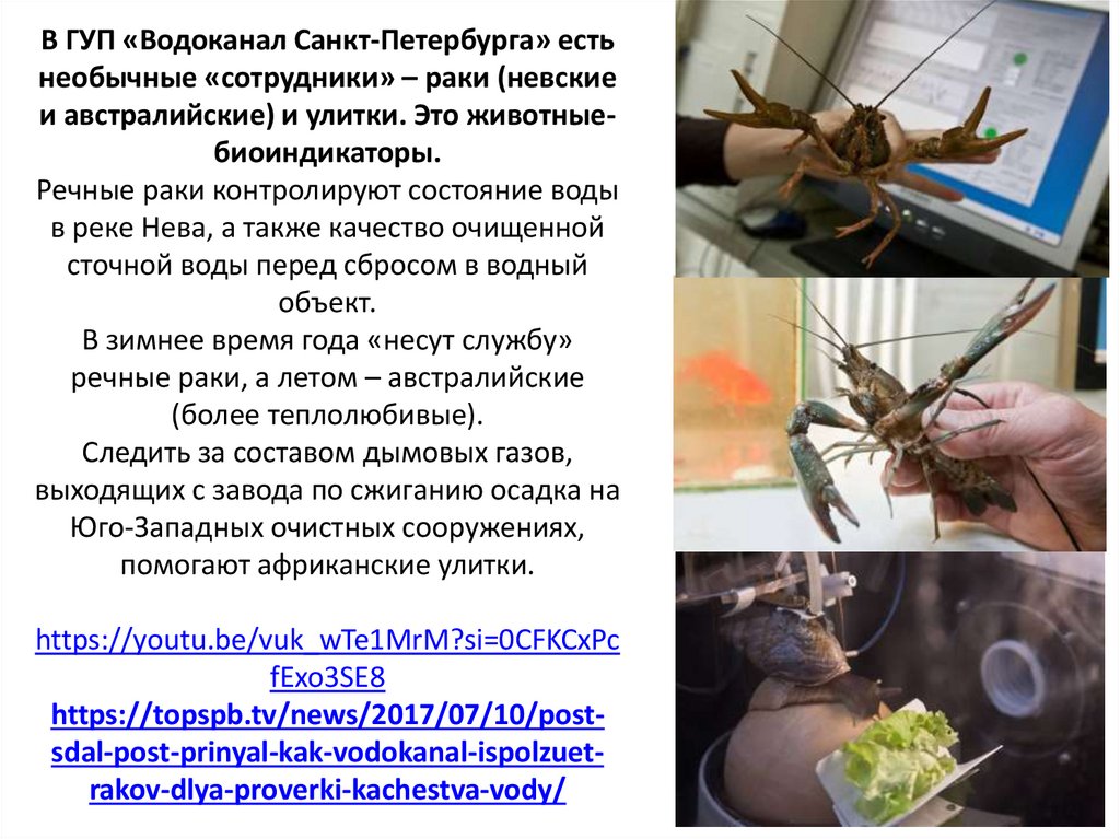В ГУП «Водоканал Санкт-Петербурга» есть необычные «сотрудники» – раки (невские и австралийские) и улитки. Это