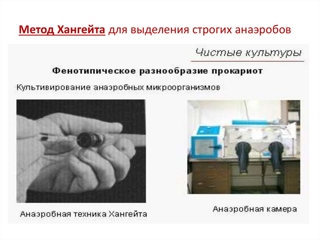 Метод Хангейта для выделения строгих анаэробов