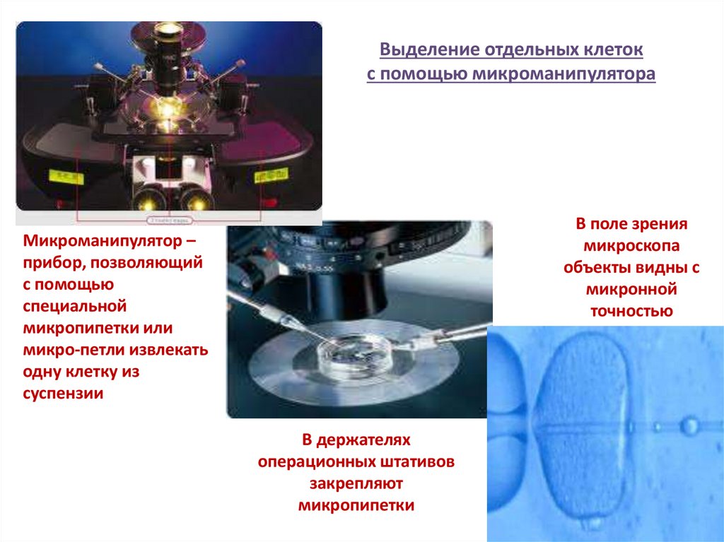 Выделение отдельных клеток с помощью микроманипулятора