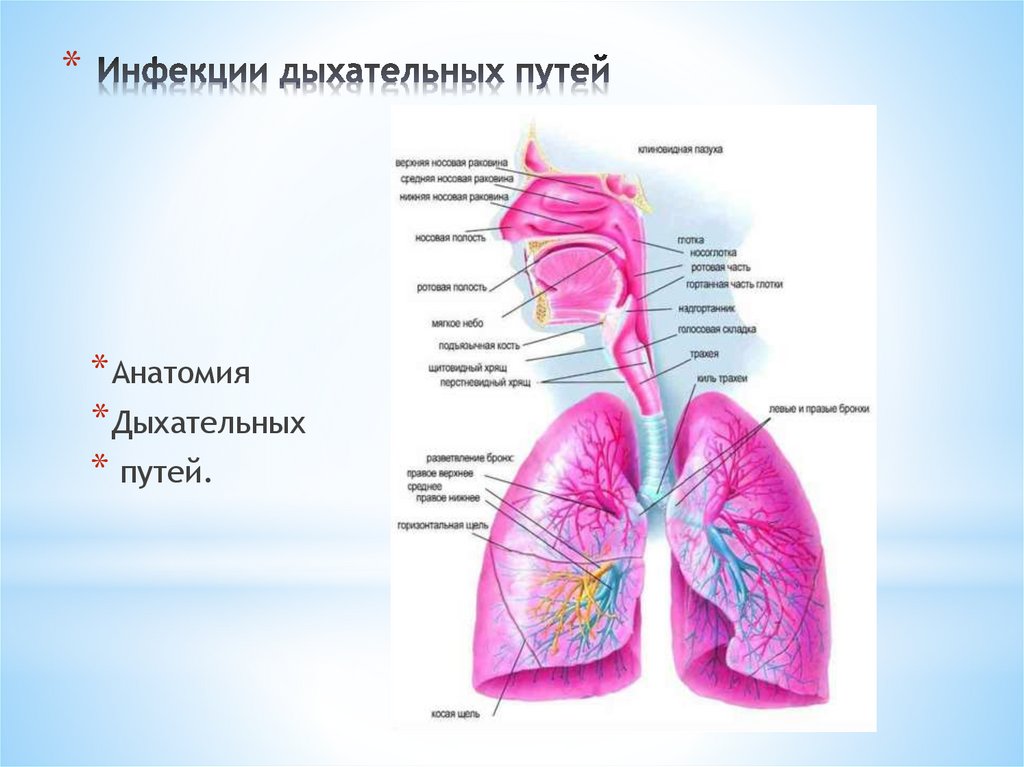 Инфекции дыхательных путей