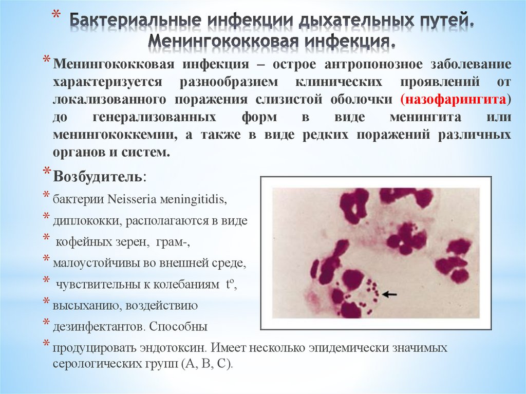 Бактериальные инфекции дыхательных путей. Менингококковая инфекция.