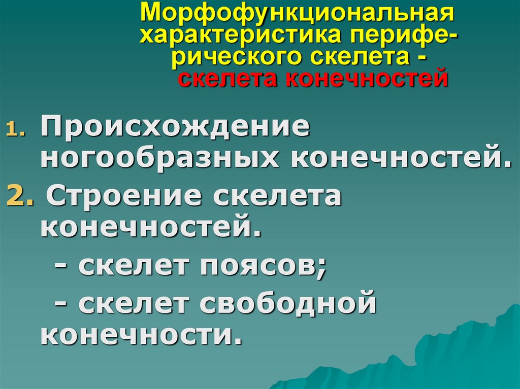 Морфофункциональная характеристика перифе- рического скелета - скелета конечностей