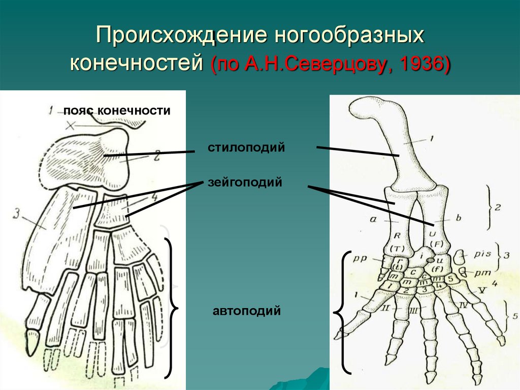 Происхождение ногообразных конечностей (по А.Н.Северцову, 1936)