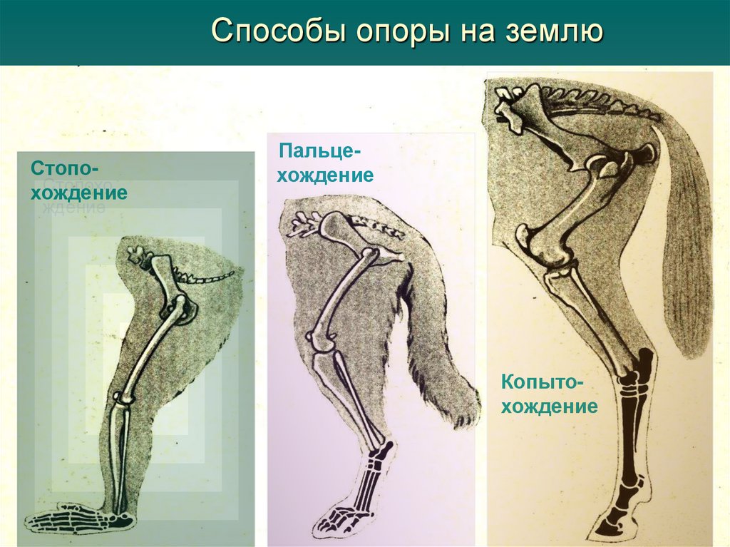 Способы опоры на землю