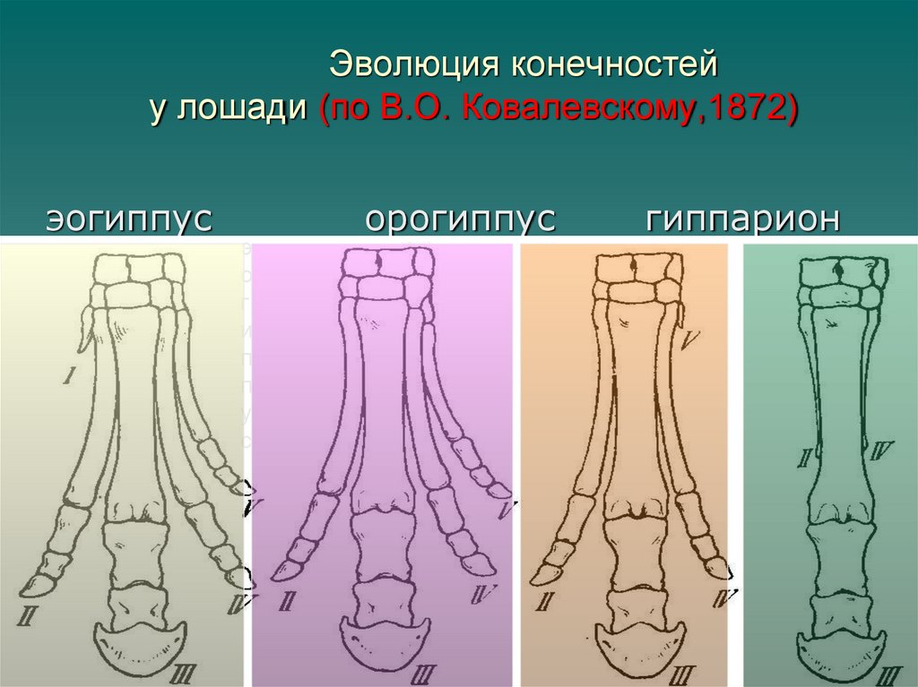 Эволюция конечностей у лошади (по В.О. Ковалевскому,1872)
