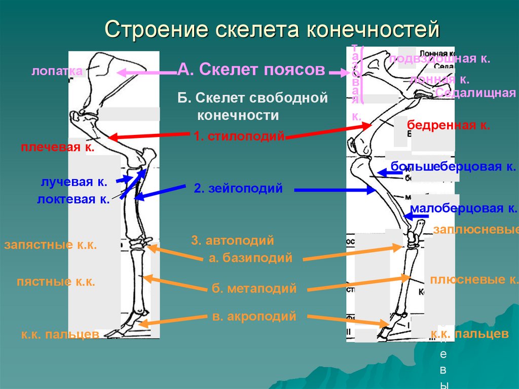 Строение скелета конечностей