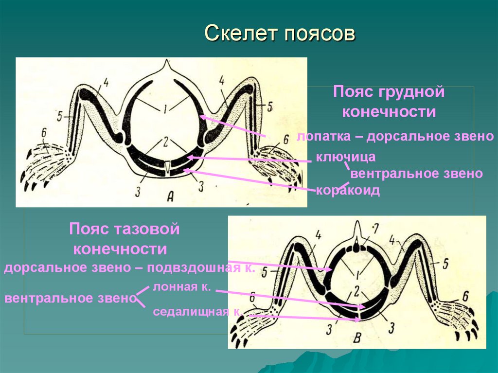 Скелет поясов