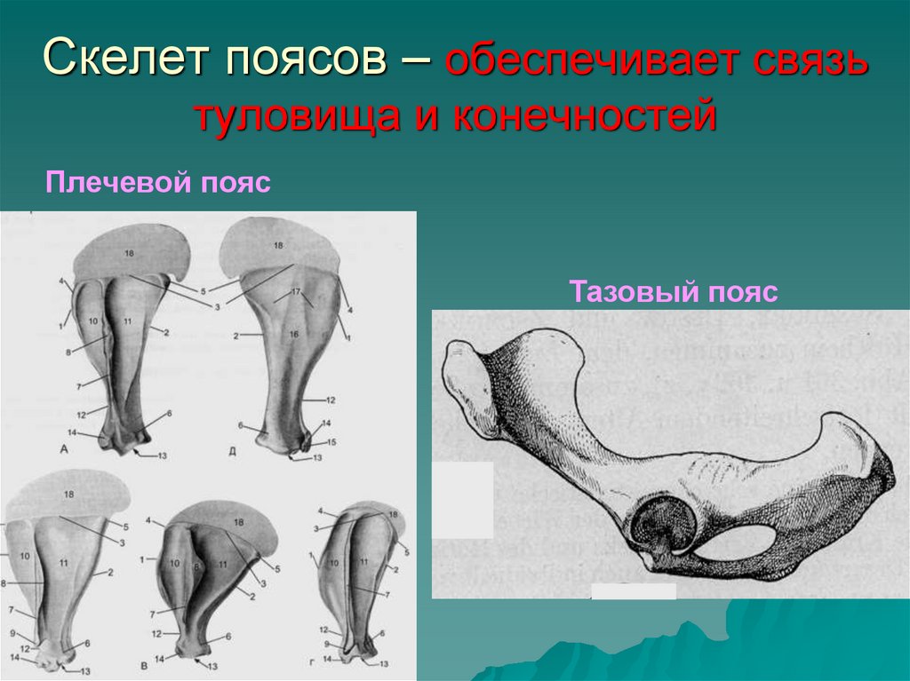 Скелет поясов – обеспечивает связь туловища и конечностей