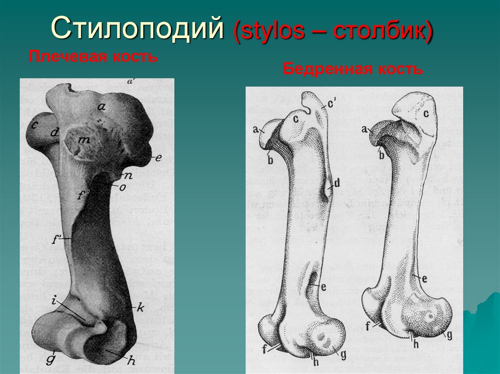 Стилоподий (stylos – столбик)