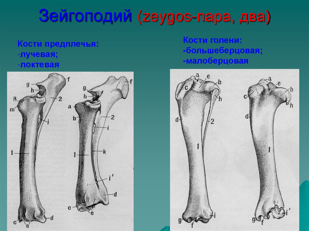 Зейгоподий (zeygos-пара, два)
