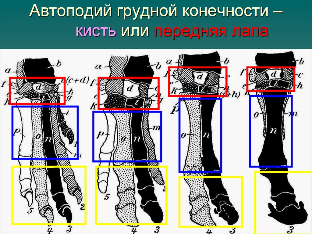 Автоподий грудной конечности – кисть или передняя лапа