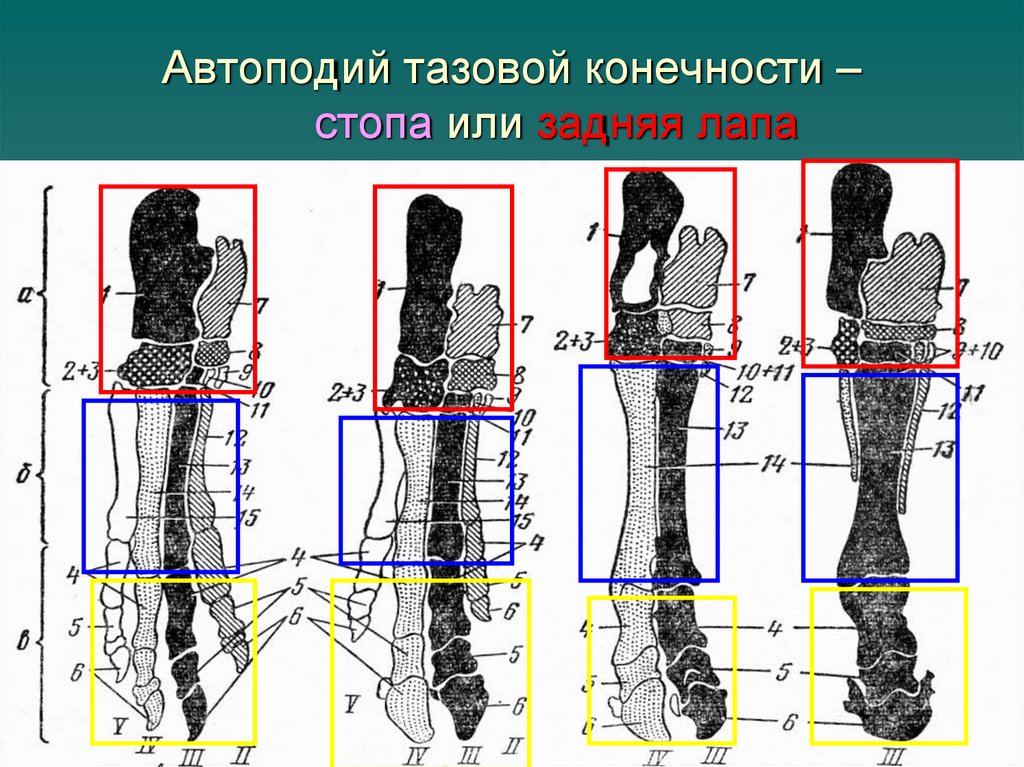 Автоподий тазовой конечности – стопа или задняя лапа