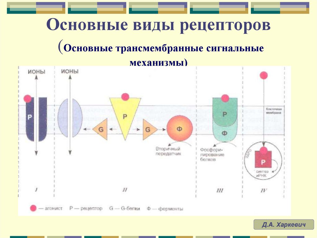 Основные виды рецепторов (Основные трансмембранные сигнальные механизмы)