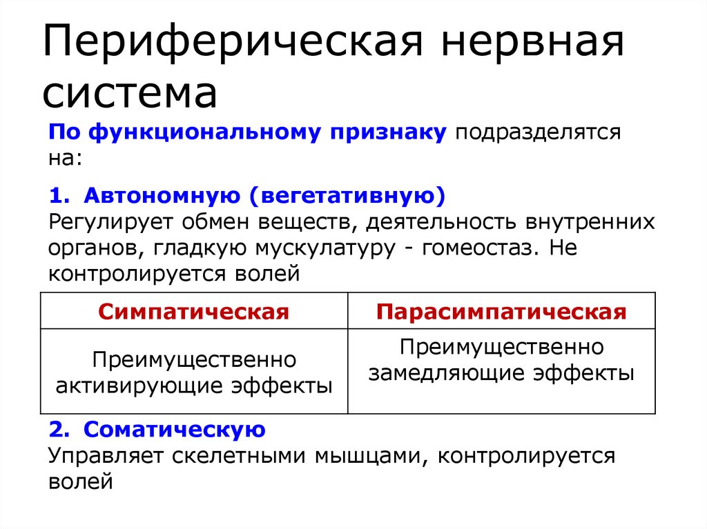 Периферическая нервная система