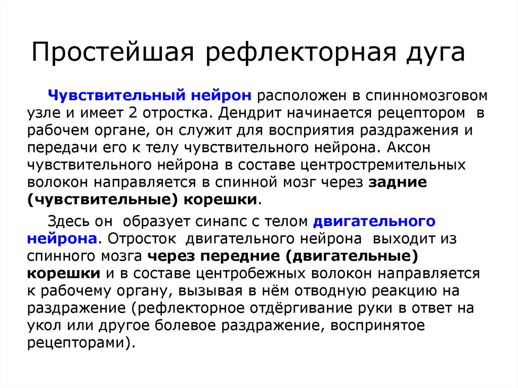 Простейшая рефлекторная дуга