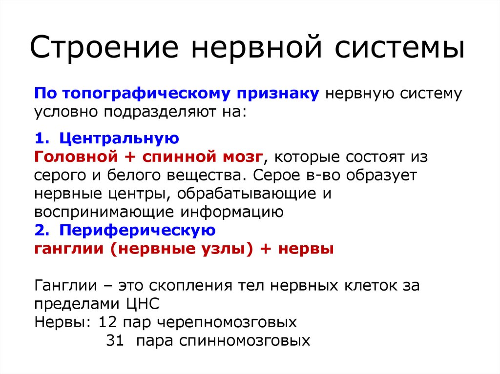 Строение нервной системы