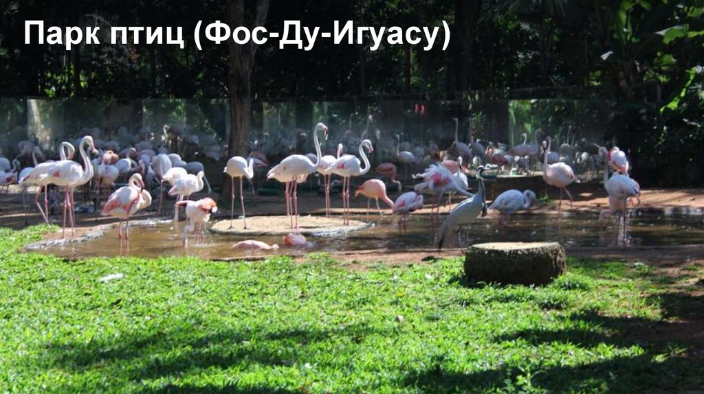 Парк птиц (Фос-Ду-Игуасу)