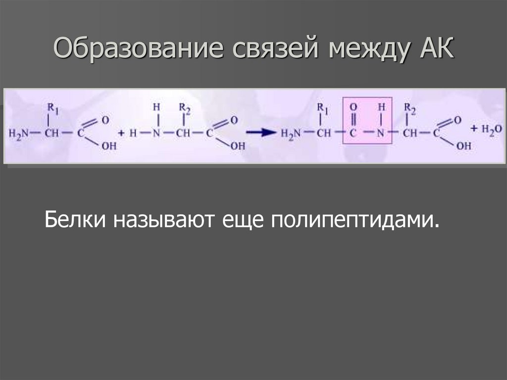 Образование связей между АК