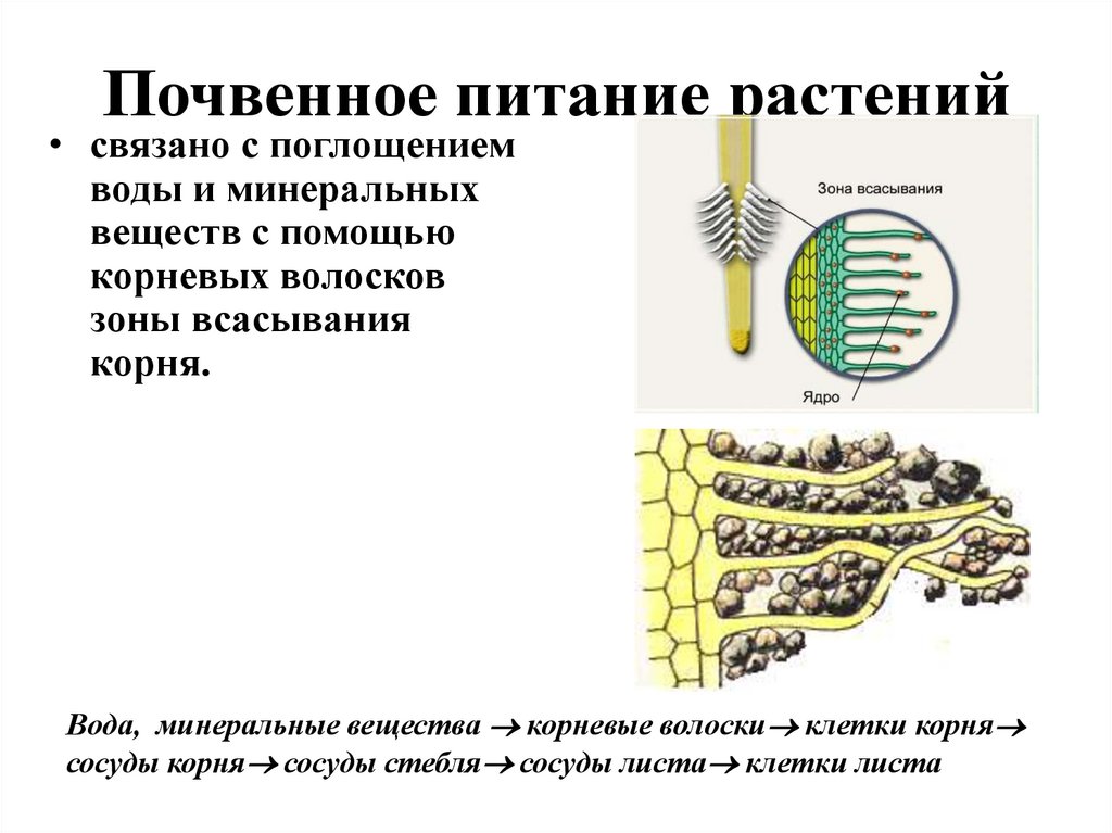 Почвенное питание растений