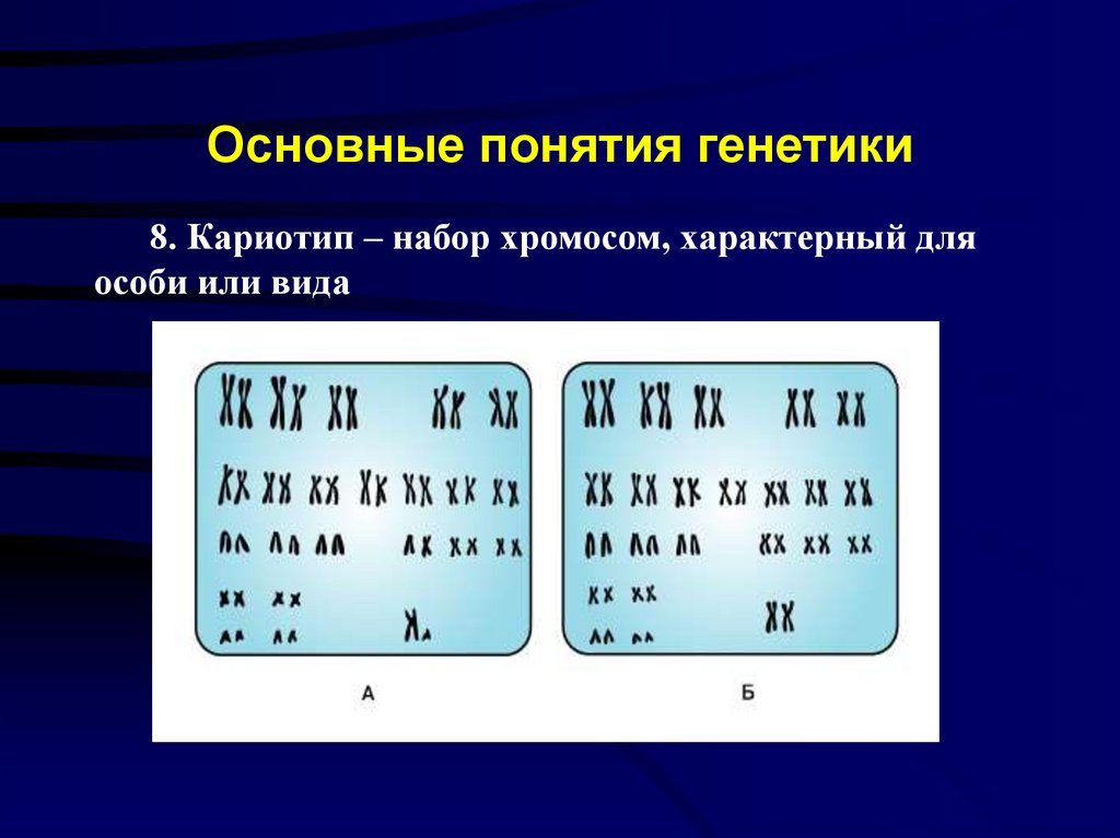 Основные понятия генетики