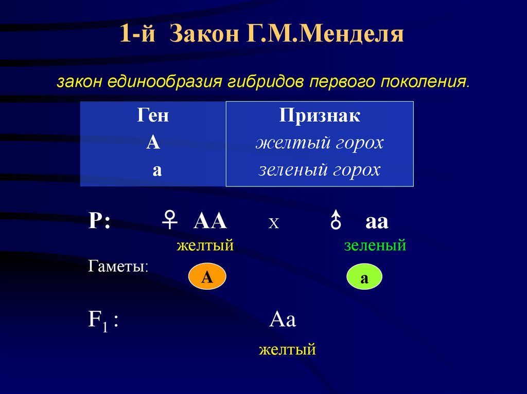 1-й Закон Г.М.Менделя