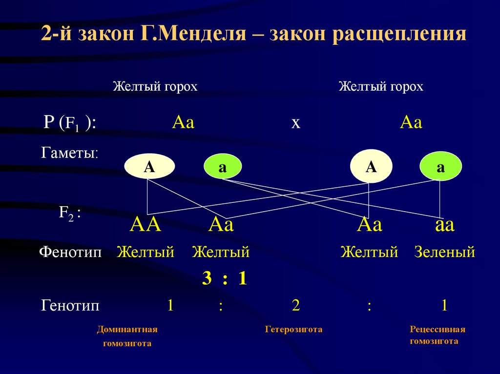 2-й закон Г.Менделя – закон расщепления