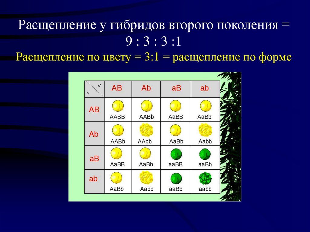 Расщепление у гибридов второго поколения = 9 : 3 : 3 :1 Расщепление по цвету = 3:1 = расщепление по форме