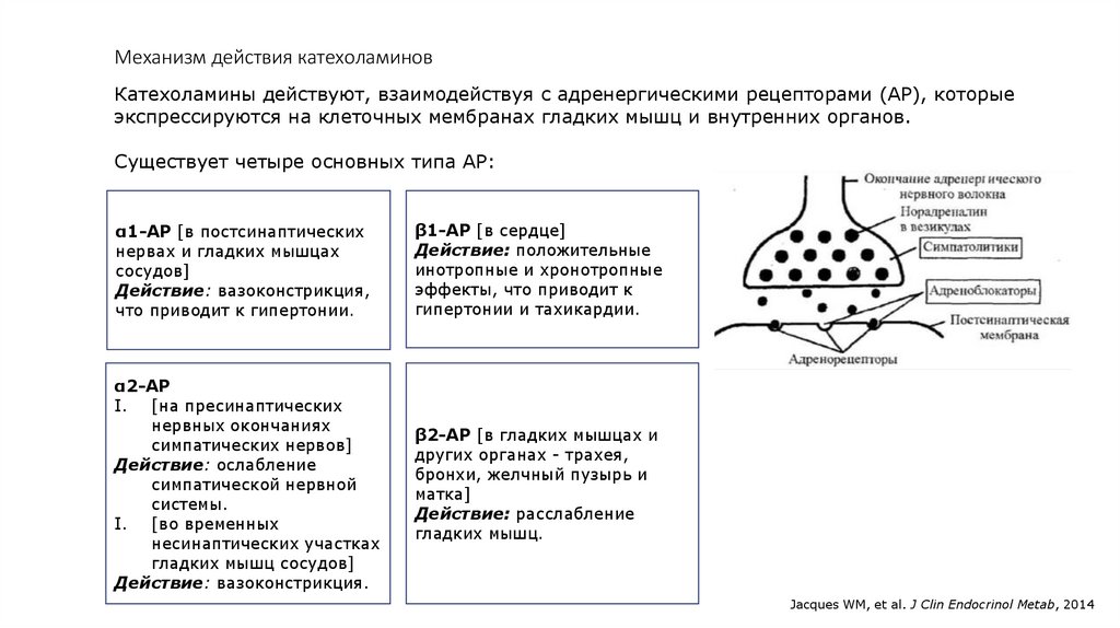 Механизм действия катехоламинов