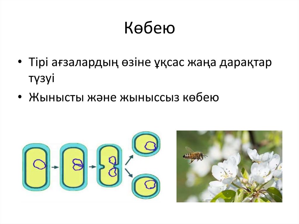 Көбею