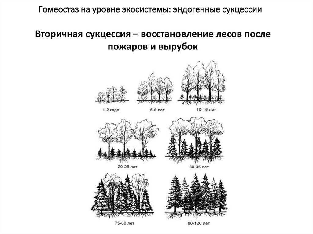 Гомеостаз на уровне экосистемы: эндогенные сукцессии