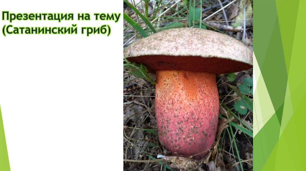 Презентация на тему (Сатанинский гриб)