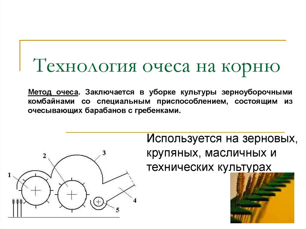 Технология очеса на корню