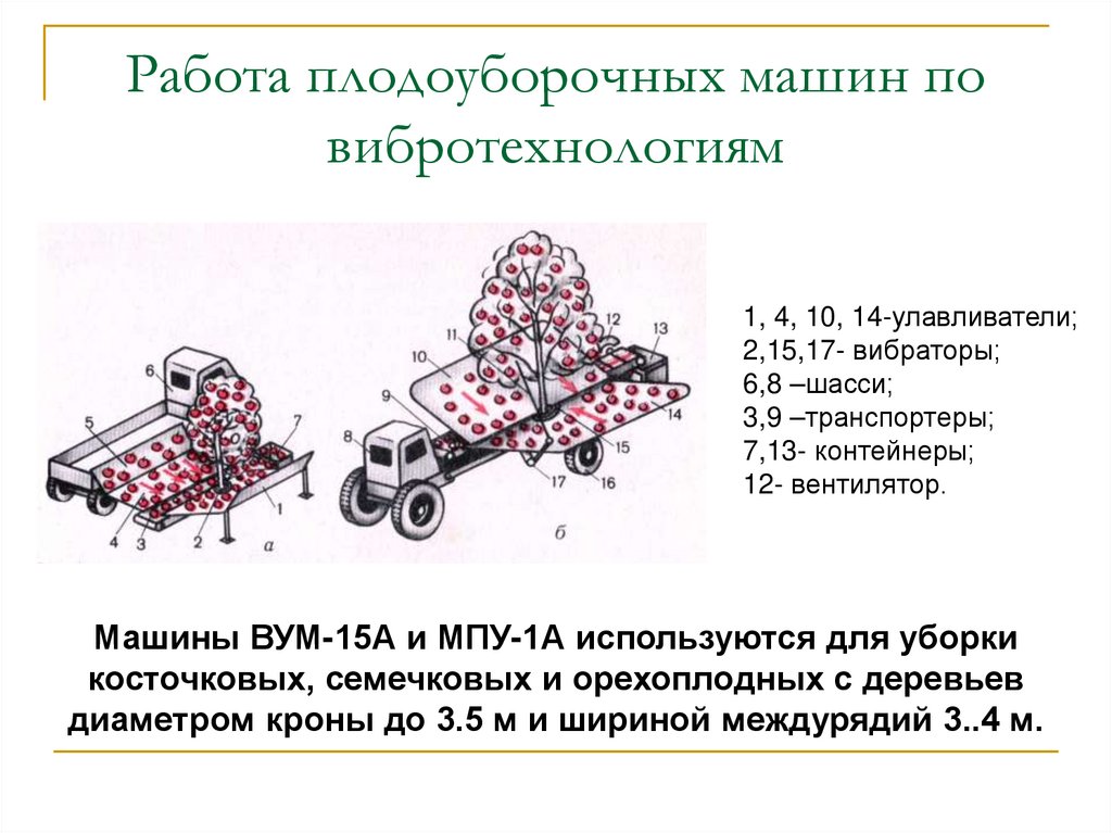 Работа плодоуборочных машин по вибротехнологиям