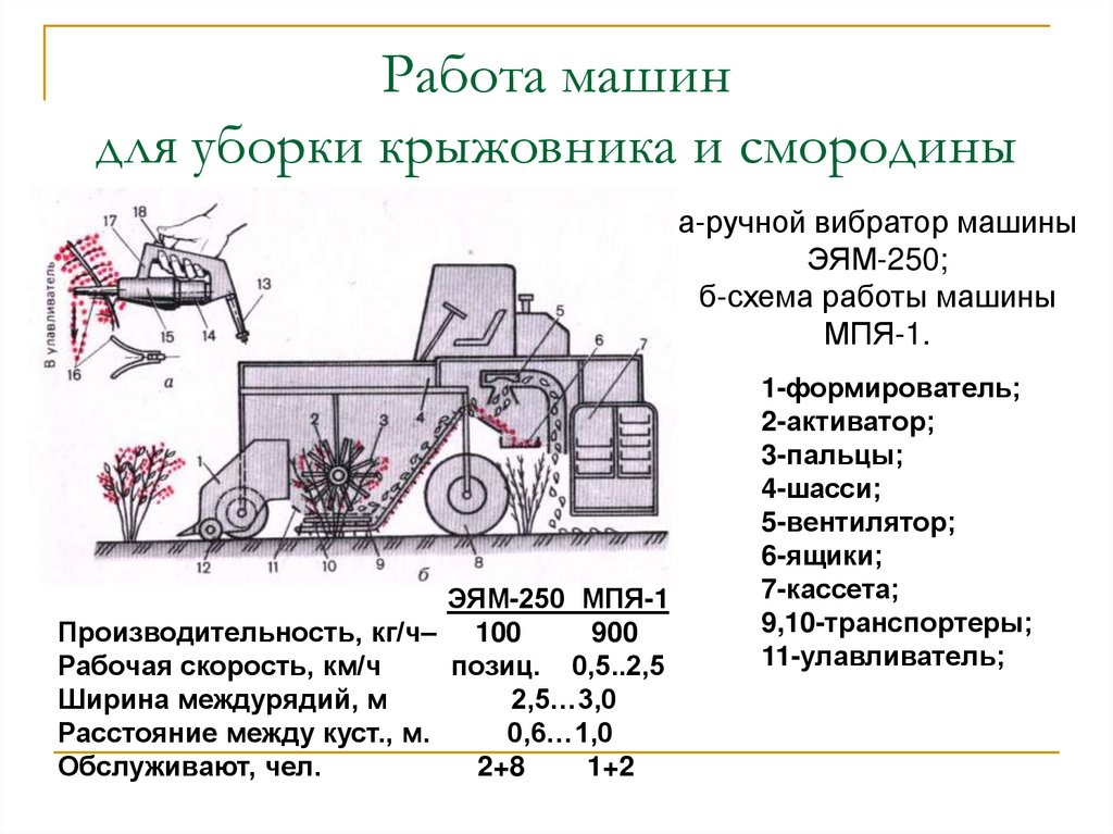 Работа машин для уборки крыжовника и смородины