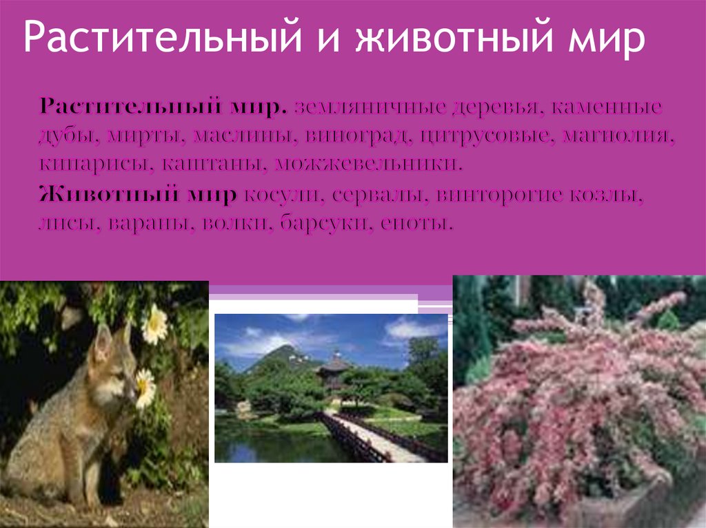 Растительный и животный мир