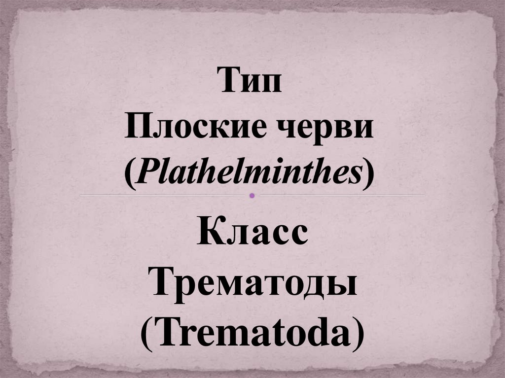 Тип Плоские черви (Plathelminthes)