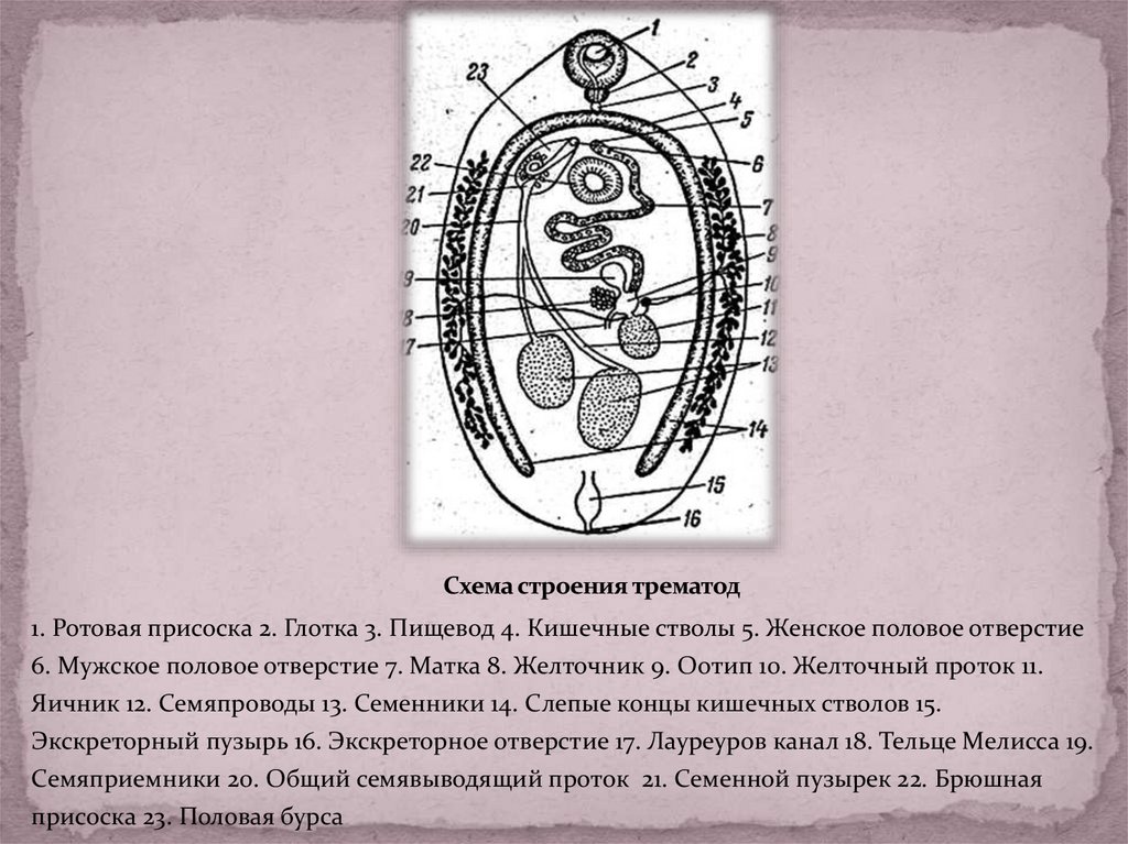 Схема строения трематод